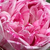 Roza - vijolična - Bourbon vrtnice - Honorine de Brabant